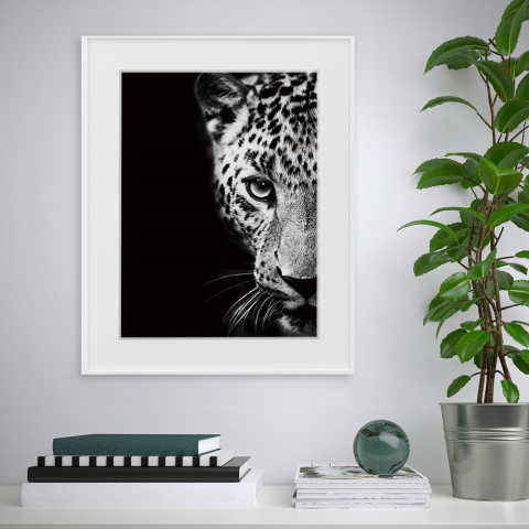 Print photograph black and white picture animals leopard 40x50cm Variety Kambuku Promotion