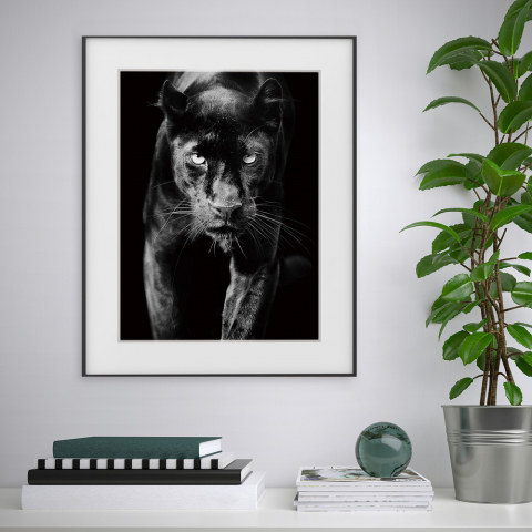 Black and white picture print panther animal photography 40x50cm Variety Pardus Promotion