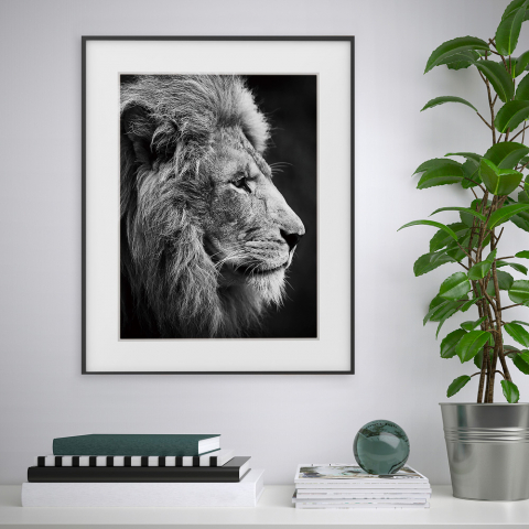 Print photograph black and white picture lion animals 40x50cm Variety Aslan Promotion